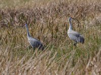 Q0I3471c  Sandhill Cranes (Antigone canadensis)